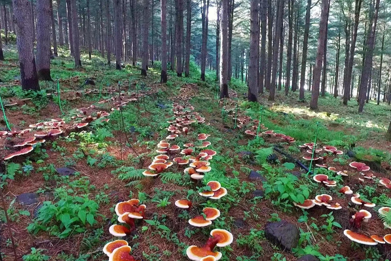 灵芝基地-森林种植